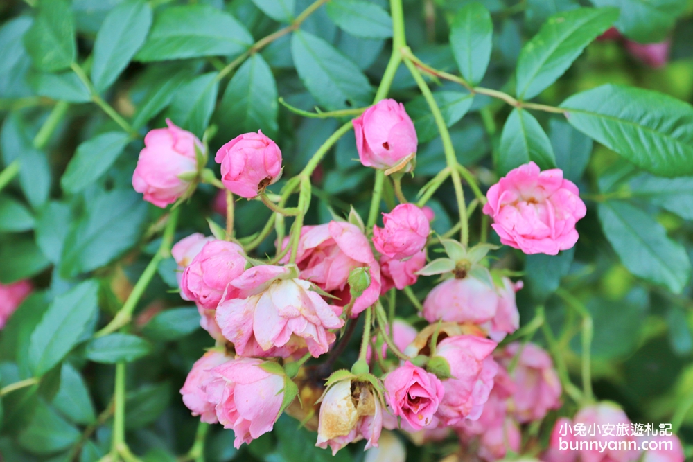 尖石深山裡紅薔薇景觀餐廳，無壓力放鬆秘境在這