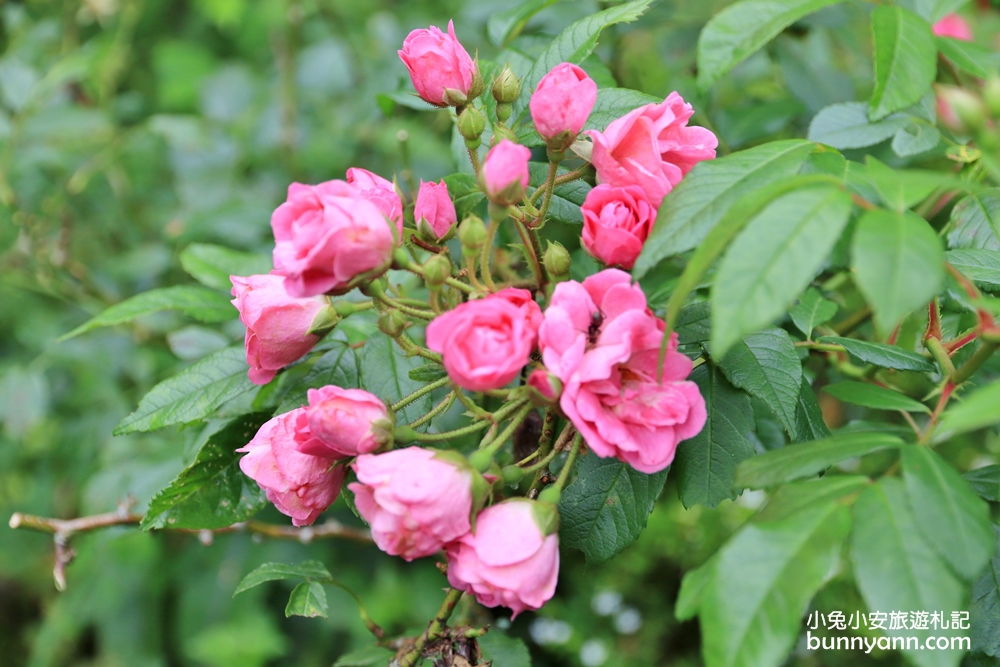 新竹景點》森林裡喝咖啡！尖石深山裡紅薔薇景觀餐廳，無壓力放鬆秘境在這~