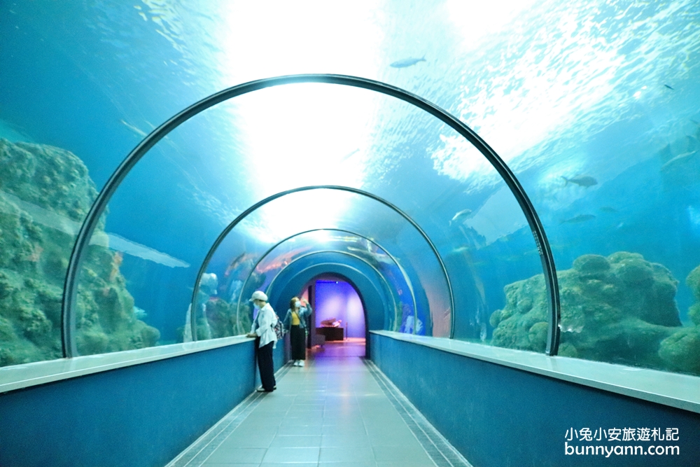 澎湖景點》美麗水下世界！澎湖水族館海底隧道，潛水員餵食秀，可愛水母寶寶都在這~