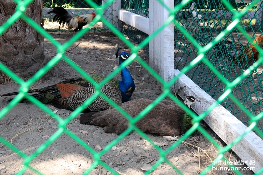 宜蘭》新玩法！綺麗觀光園區歡樂嘉年華，飄移卡丁車、鳥園餵鸚鵡、梅花鹿互動、蝴蝶館，快出發踩點去～