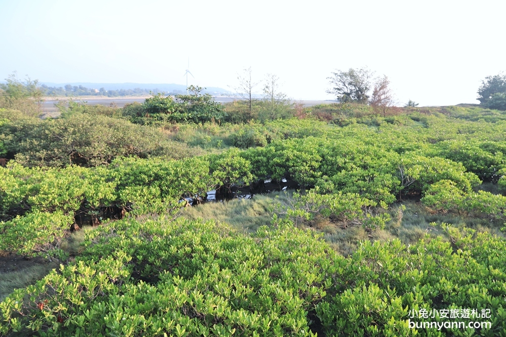 新竹景點》龍貓隧道！新豐紅樹林生態保護區，追逐濕地夕陽就來這～