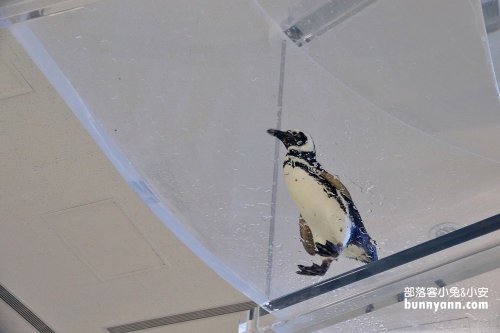 Xpark水族館企鵝