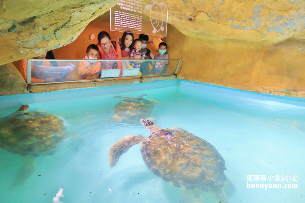 新北》來跟海豚親親！野柳海洋公園洞穴水族館，北部唯一海星觸摸池、真人高空跳水，放假就來這玩！