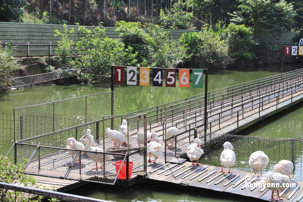 嘉義景點》綠盈牧場(粉牛樂園)全年齡都適合，牽牛花溜滑梯超好玩