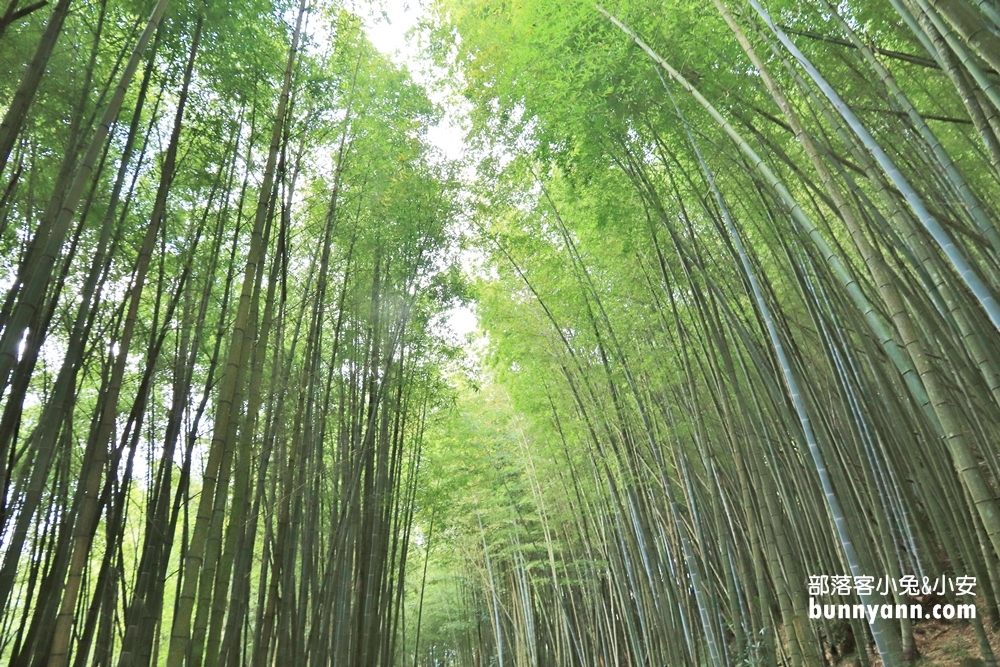 瑞里綠色隧道浪漫竹林步道免費拍，美如明信片場景。