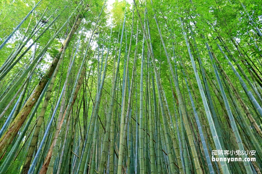 瑞里綠色隧道浪漫竹林步道免費拍，美如明信片場景。