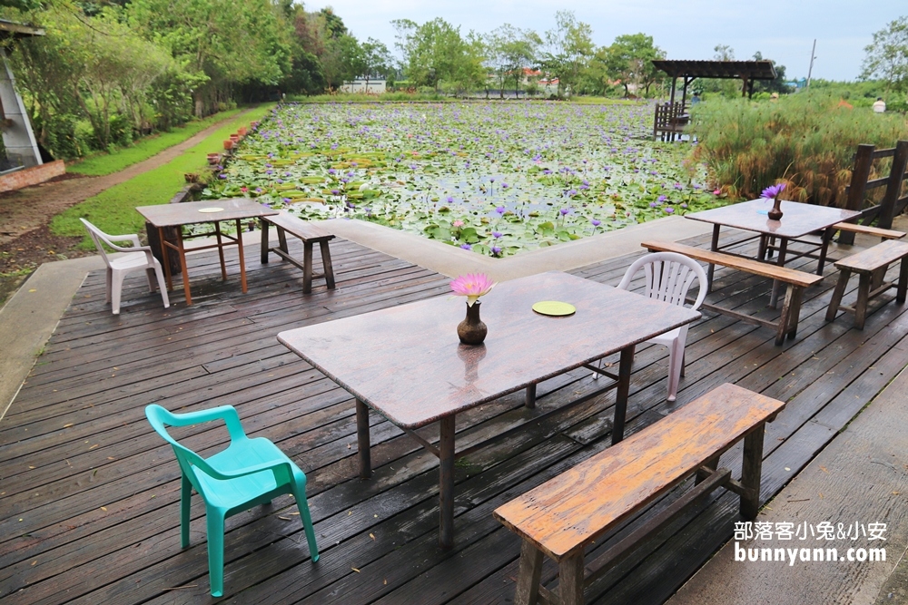 花蓮景點蓮城蓮花園，免費請你喝大壺蓮花茶，還可戲水跟餵魚