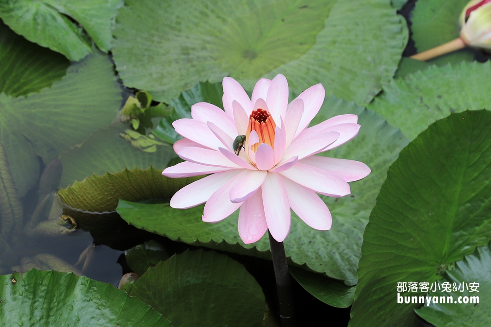 花蓮景點蓮城蓮花園，免費請你喝大壺蓮花茶，還可戲水跟餵魚