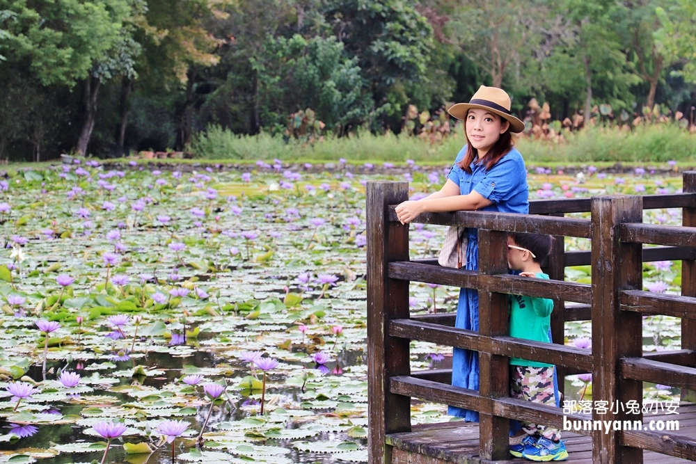 花蓮景點蓮城蓮花園，免費請你喝大壺蓮花茶，還可戲水跟餵魚