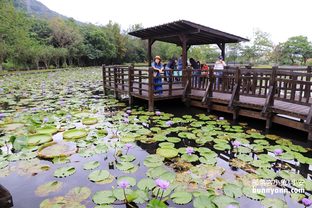 花蓮景點蓮城蓮花園，免費請你喝大壺蓮花茶，還可戲水跟餵魚