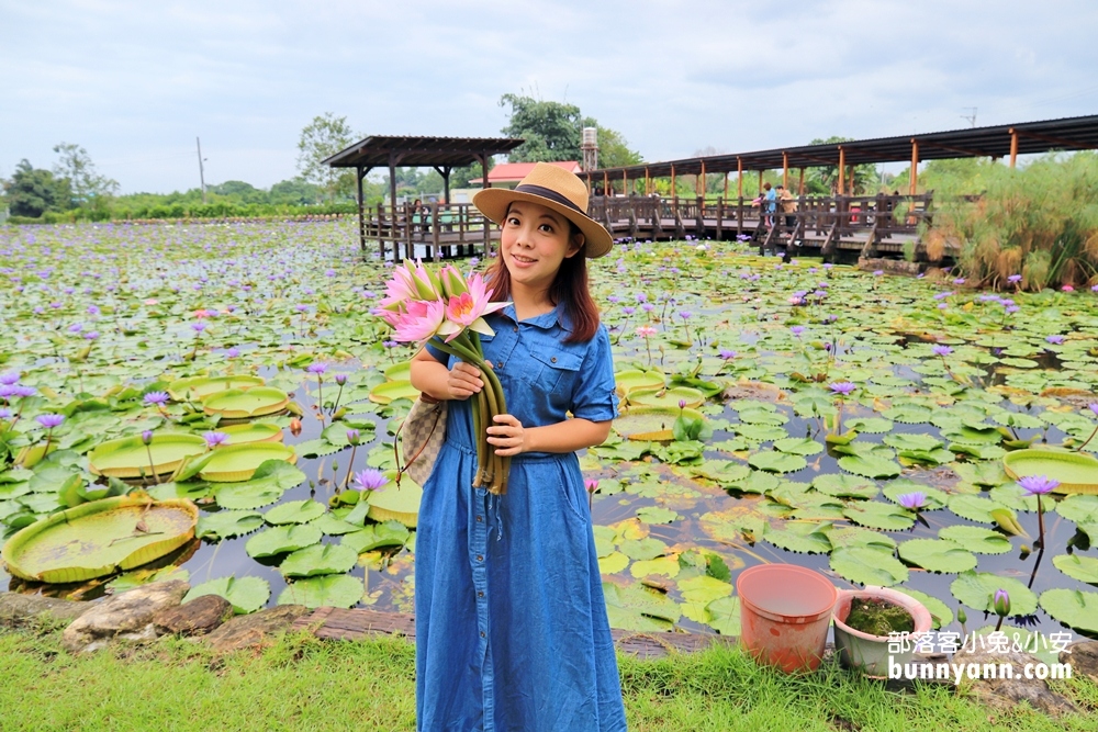 花蓮景點蓮城蓮花園，免費請你喝大壺蓮花茶，還可戲水跟餵魚