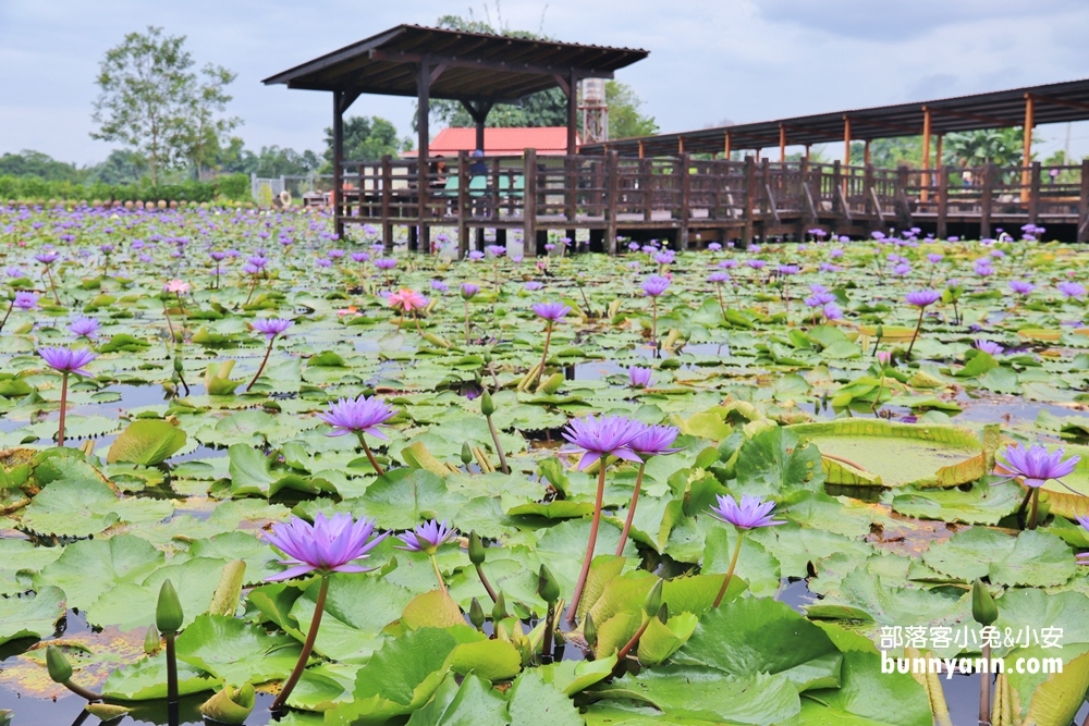 花蓮景點蓮城蓮花園，免費請你喝大壺蓮花茶，還可戲水跟餵魚