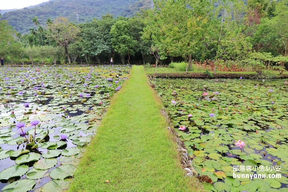 花蓮景點蓮城蓮花園，免費請你喝大壺蓮花茶，還可戲水跟餵魚