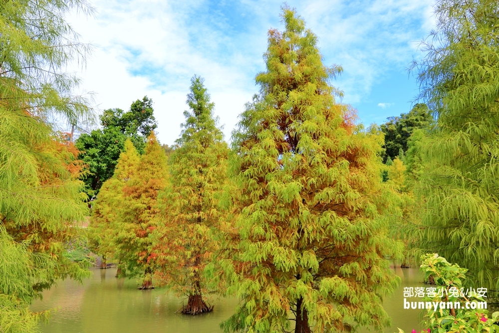 苗栗三灣落羽松秘境，漸層色水上落羽松林，美如仙境般夢幻之景~