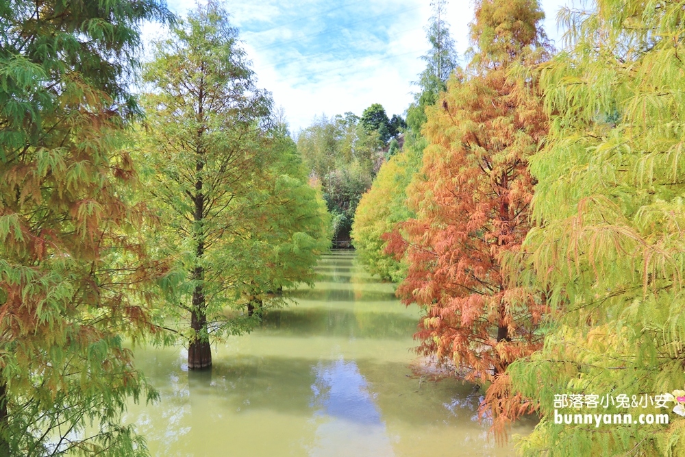 苗栗三灣落羽松秘境，漸層色水上落羽松林，美如仙境般夢幻之景~