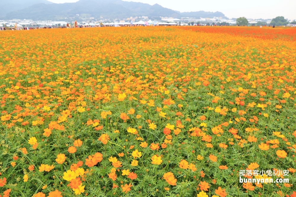 2023【新社花海】飛天漂浮城堡，超美花毯節11/11登場