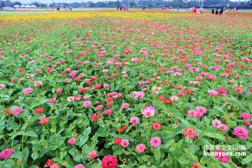 2023【新社花海】飛天漂浮城堡，超美花毯節11/11登場