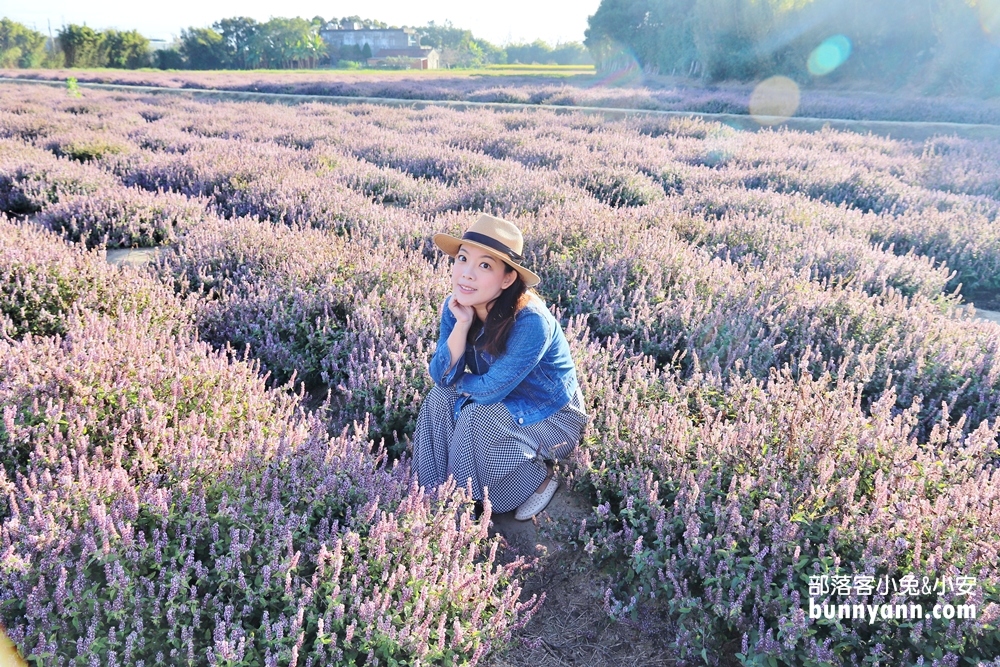 桃園》紫色花海搶先拍！禾山田仙草花現在就能拍，美麗普羅旺斯景色在這