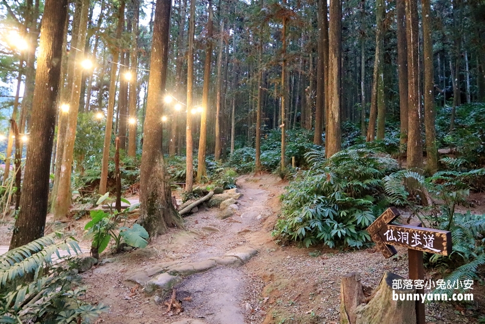 新竹》森林野餐趣！森窯免費野餐墊出借，手作窯烤披薩，被森林包圍的野餐地點