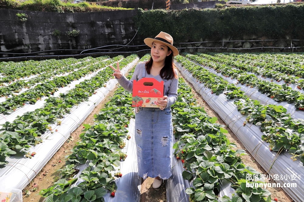 苗栗景點》大湖草莓季，馬拉邦山金鑽草莓園，蘋果草莓好甜！