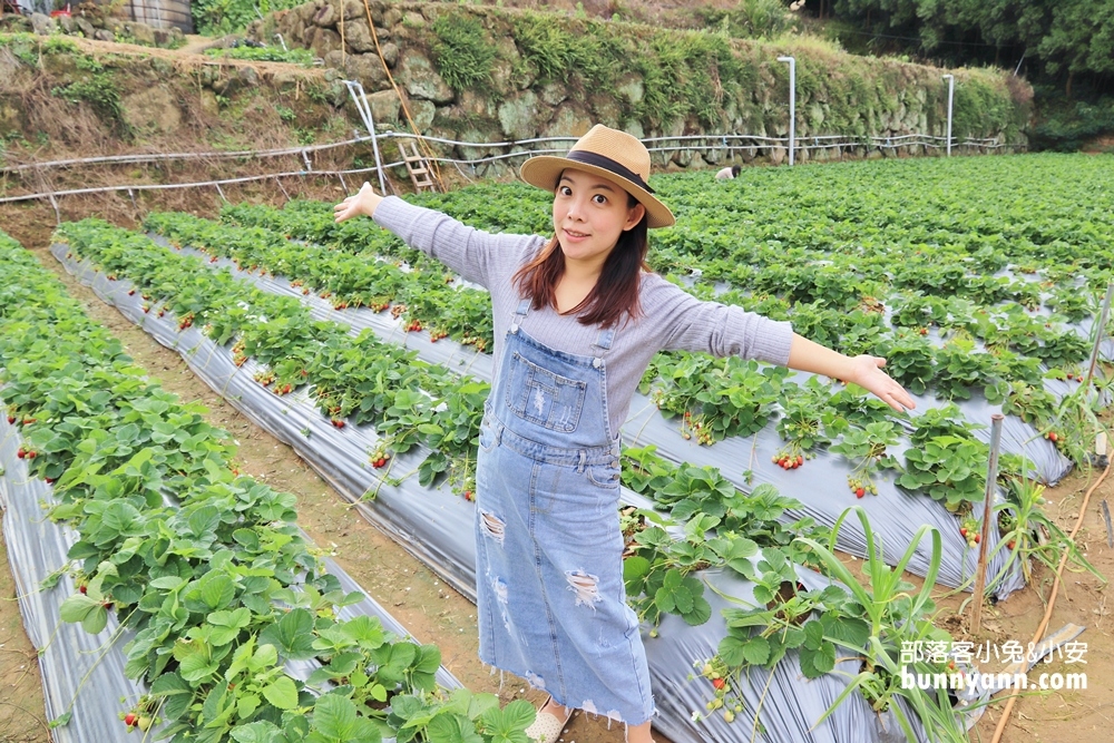 苗栗景點》大湖草莓季，馬拉邦山金鑽草莓園，蘋果草莓好甜！