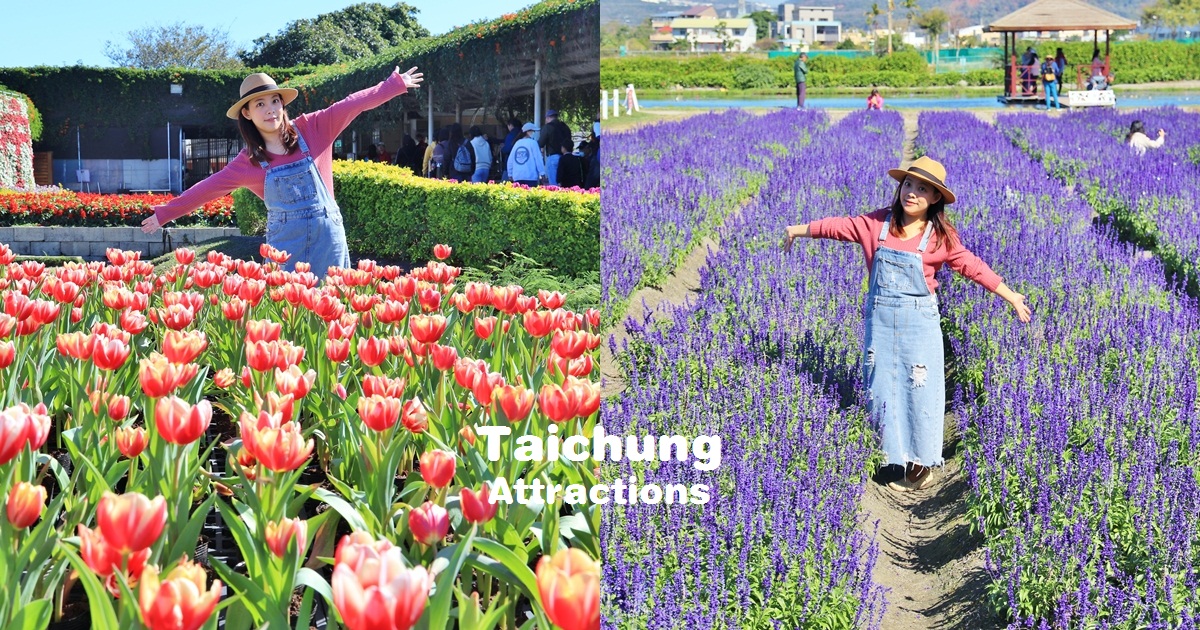 台中》漫步繽紛花海！中社觀光花市夢幻鬱金香花海登場，紫色鼠尾草花田美到不行~