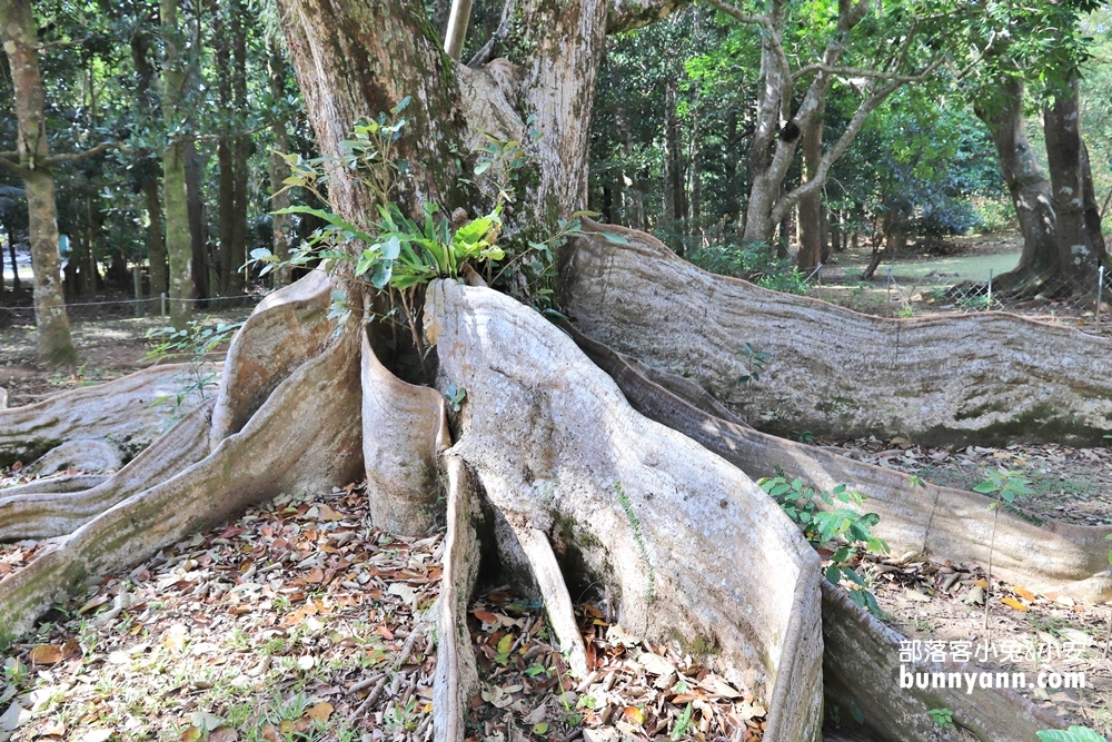 【墾丁國家森林遊樂區】暢遊地底洞穴、巨大神木小徑冒險趣