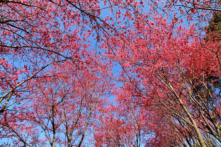 翠墨莊園｜桃園森林系小旅行，美拍鳥居地藏神社。