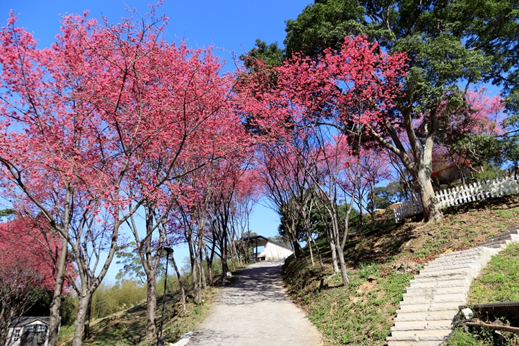 翠墨莊園｜桃園森林系小旅行，美拍鳥居地藏神社。