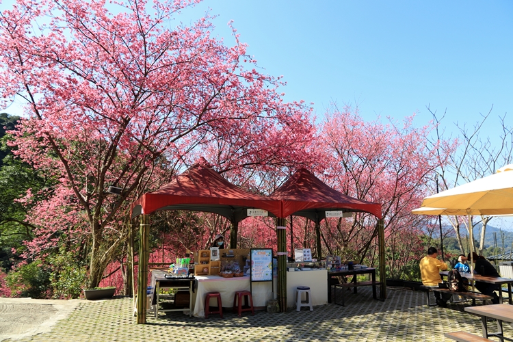 翠墨莊園｜桃園森林系小旅行，美拍鳥居地藏神社。