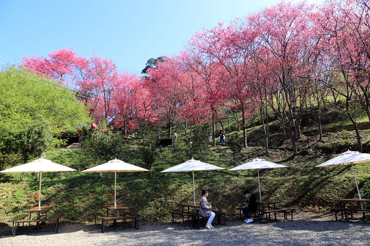 翠墨莊園｜桃園森林系小旅行，美拍鳥居地藏神社。