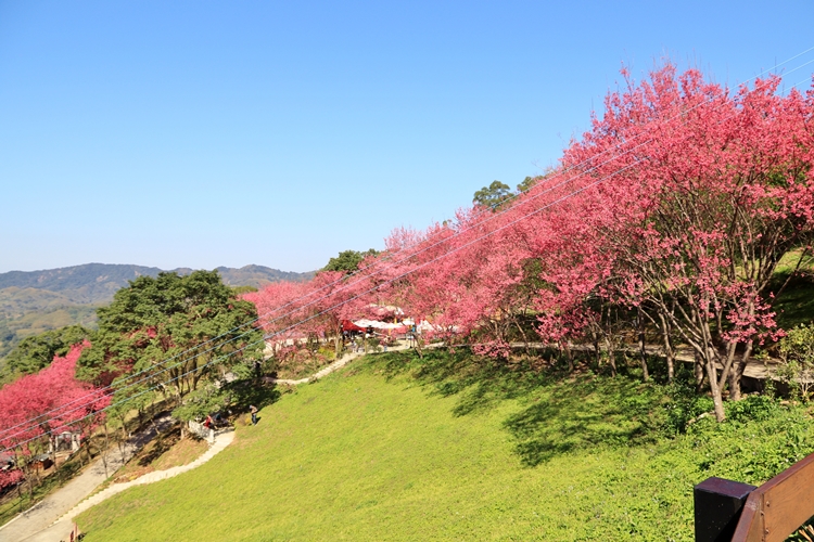 翠墨莊園｜桃園森林系小旅行，美拍鳥居地藏神社。