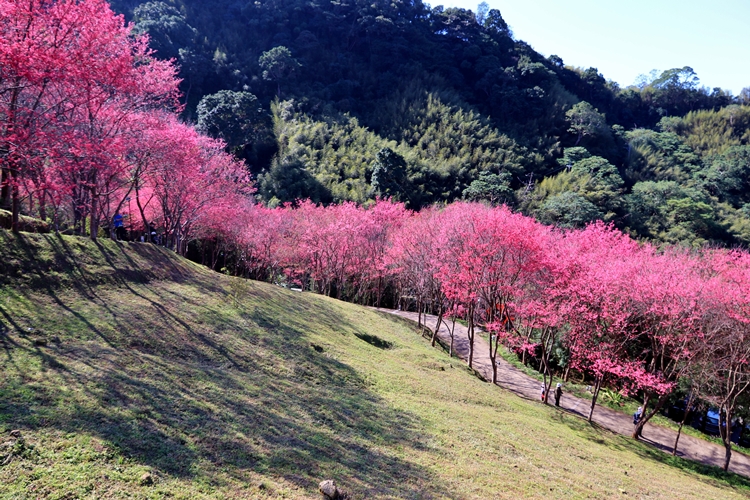 翠墨莊園｜桃園森林系小旅行，美拍鳥居地藏神社。