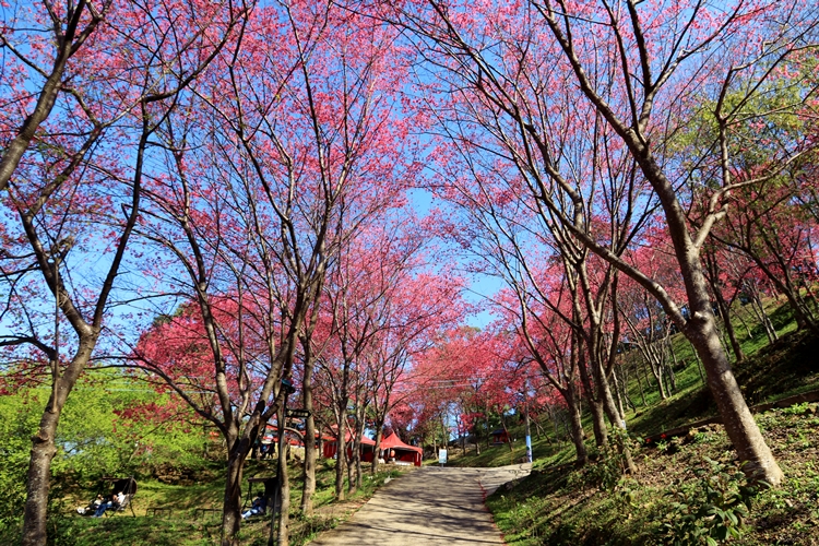 桃園》上山放空！翠墨莊園森林系小旅行，登山步道、鳥居地藏神社，踏青打卡放鬆去