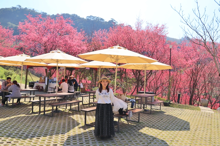 翠墨莊園｜桃園森林系小旅行，美拍鳥居地藏神社。