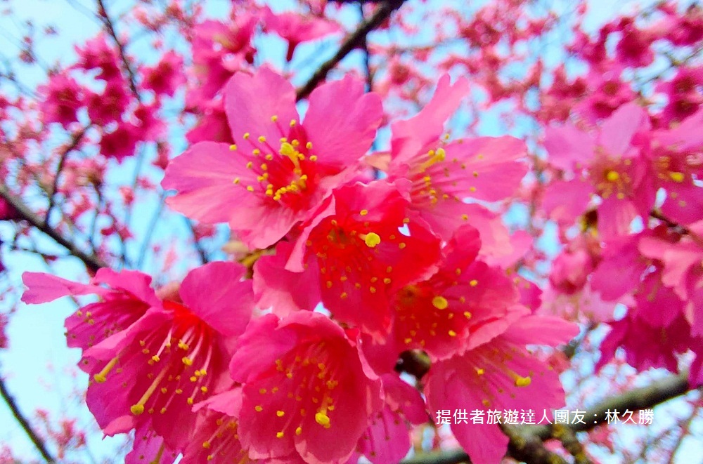 苗栗景點》賞櫻季節來了！獅潭協雲宮，山林間的紅粉櫻花谷～