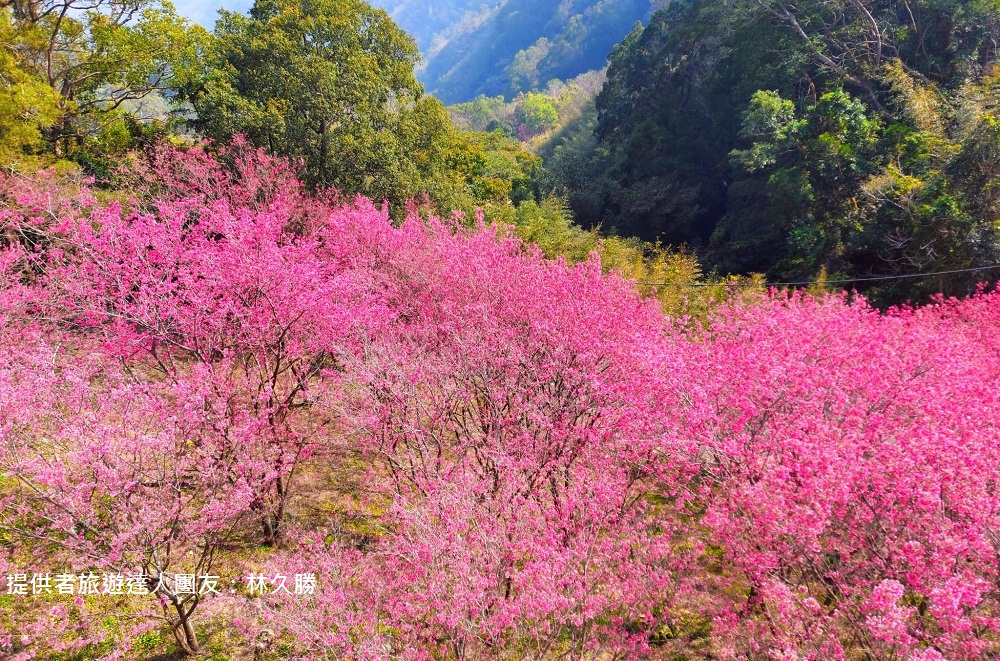 苗栗景點》賞櫻季節來了！獅潭協雲宮，山林間的紅粉櫻花谷～