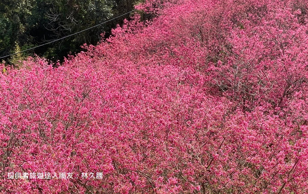 苗栗景點》賞櫻季節來了！獅潭協雲宮，山林間的紅粉櫻花谷～