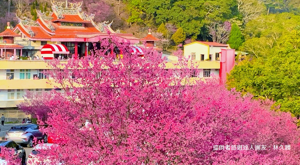 苗栗景點》賞櫻季節來了！獅潭協雲宮，山林間的紅粉櫻花谷～