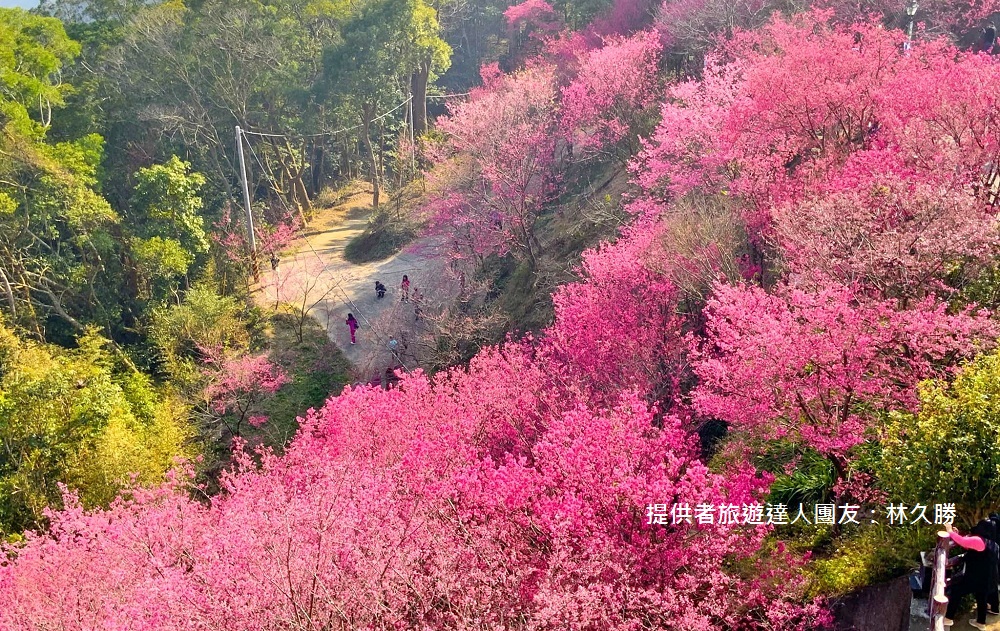 苗栗景點》賞櫻季節來了！獅潭協雲宮，山林間的紅粉櫻花谷～