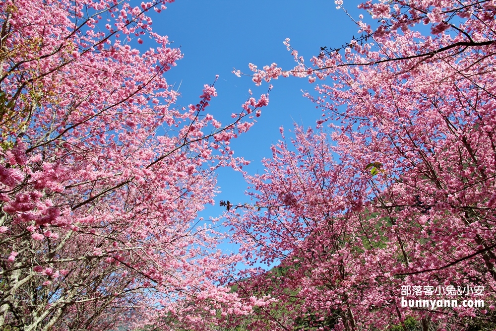 台中「武陵農場」超美櫻花季、農場住宿、武陵農場景點一次介紹。