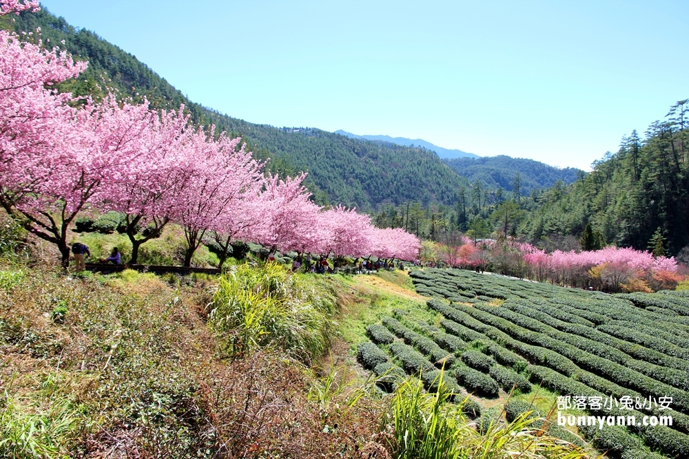 台中「武陵農場」超美櫻花季、農場住宿、武陵農場景點一次介紹。