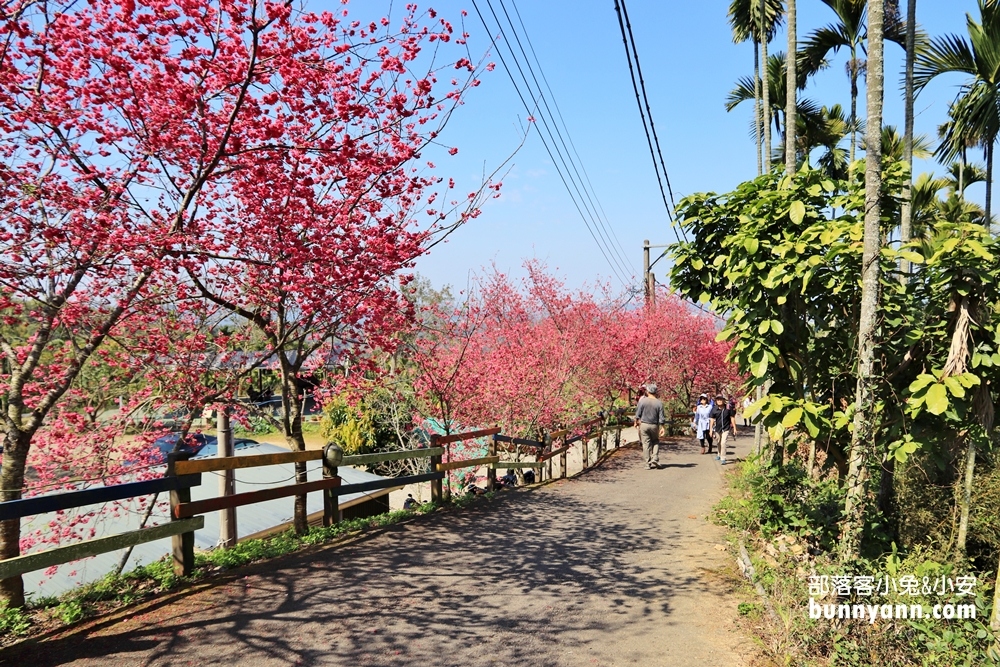 嘉義》隱藏版賞櫻秘境！鶯山民宿這裡的櫻花正美，搶拍櫻花不用人擠人