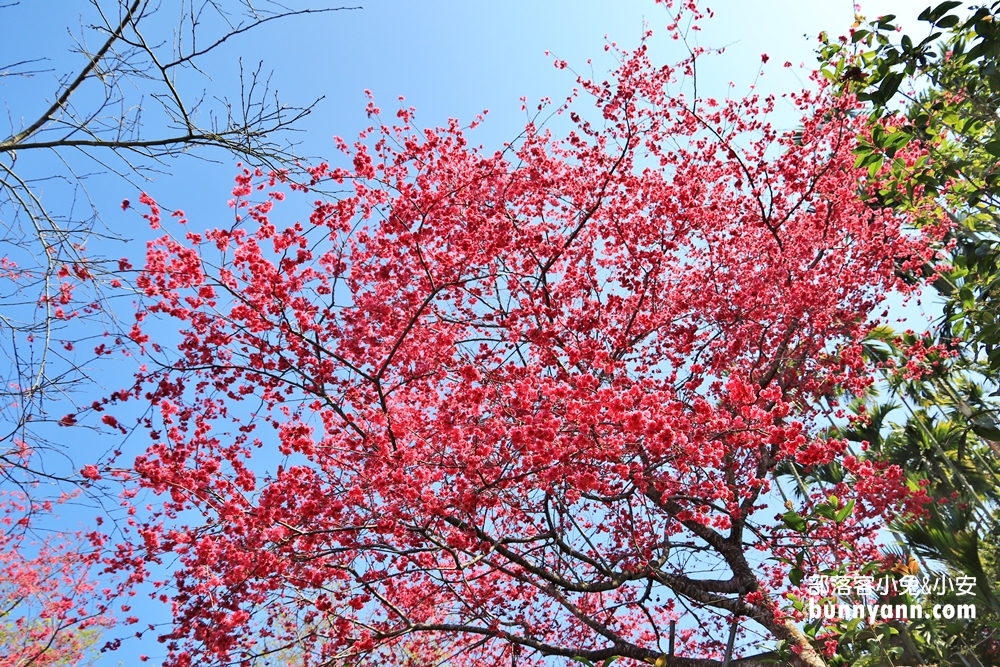 嘉義》隱藏版賞櫻秘境！鶯山民宿這裡的櫻花正美，搶拍櫻花不用人擠人