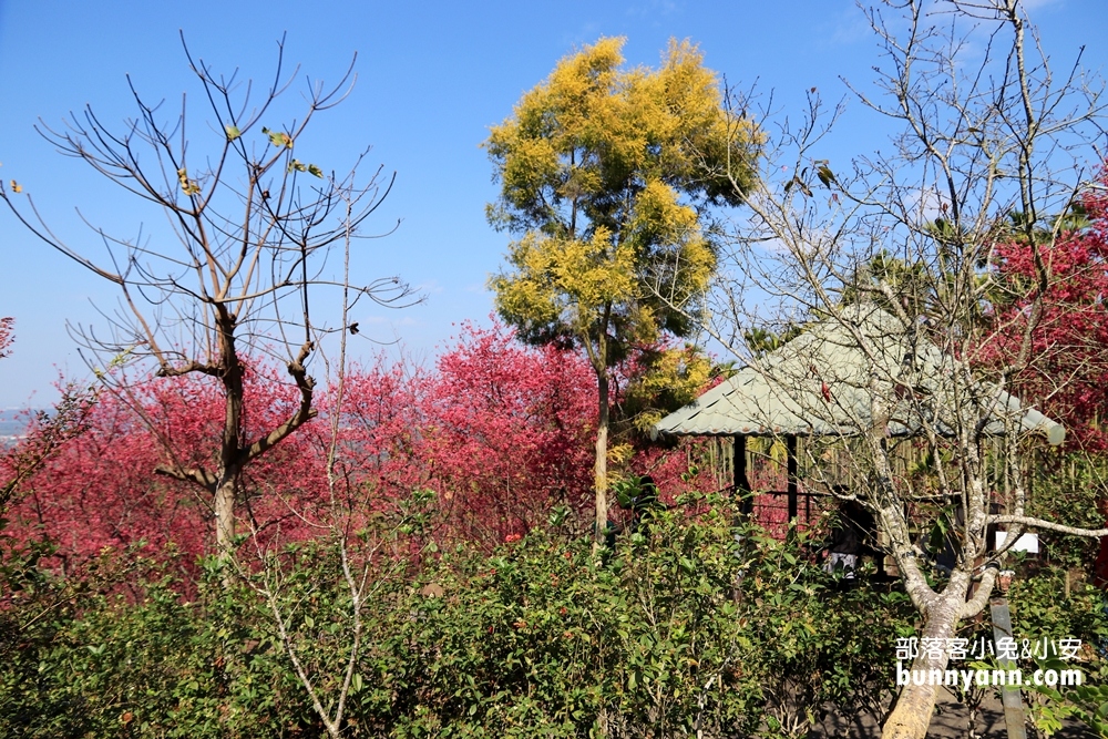 嘉義》隱藏版賞櫻秘境！鶯山民宿這裡的櫻花正美，搶拍櫻花不用人擠人