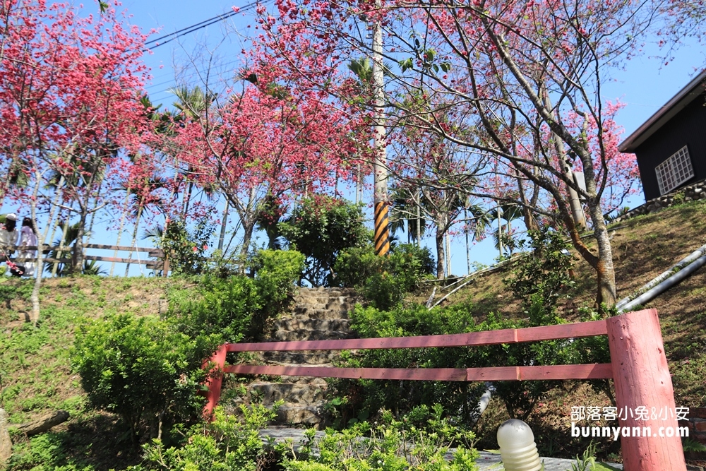 嘉義》隱藏版賞櫻秘境！鶯山民宿這裡的櫻花正美，搶拍櫻花不用人擠人