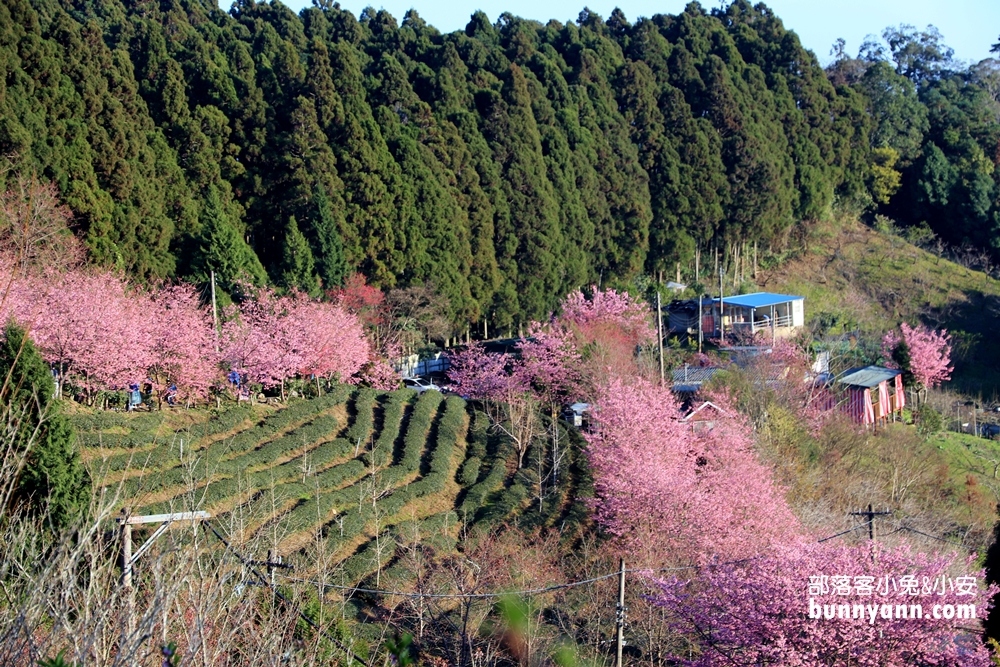 新竹戶外景點》山上人家森林農場，門票費用與一日遊這樣玩