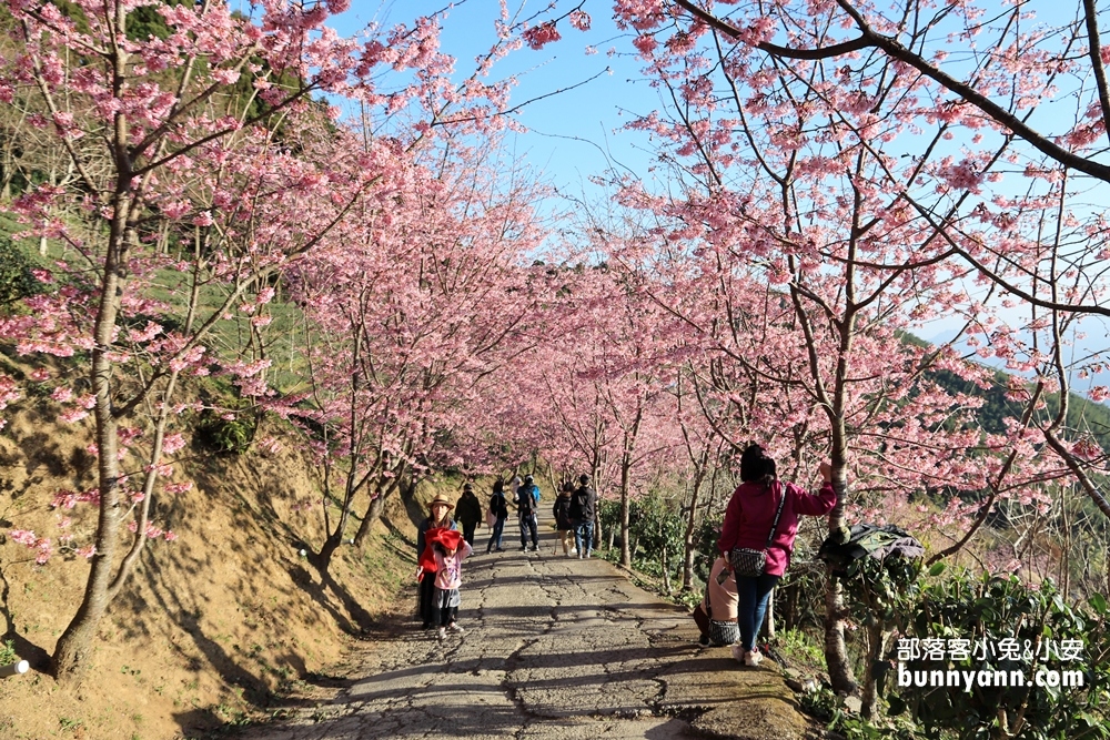 新竹戶外景點》山上人家森林農場，門票費用與一日遊這樣玩