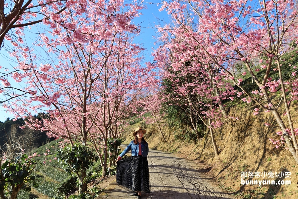 新竹》九成綻放中！山上人家櫻花山景正夢幻，茶園與櫻花步道拍到手軟