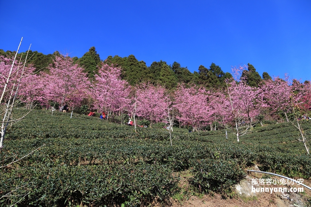 新竹戶外景點》山上人家森林農場，門票費用與一日遊這樣玩